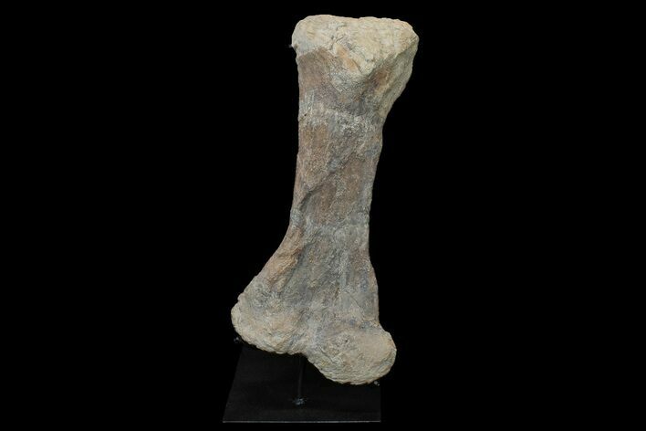 Fossil Ankylosaur Tibia on Metal Stand - Montana #176370